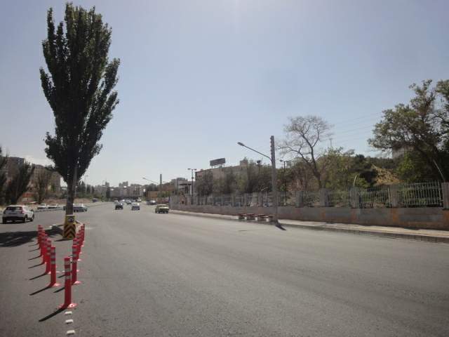 تک درخت زعفرانیه
